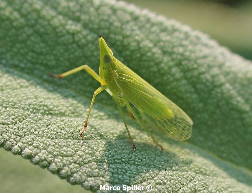 Dictyophara europaea